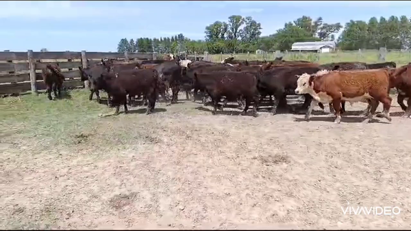 Lote 60 Terneros