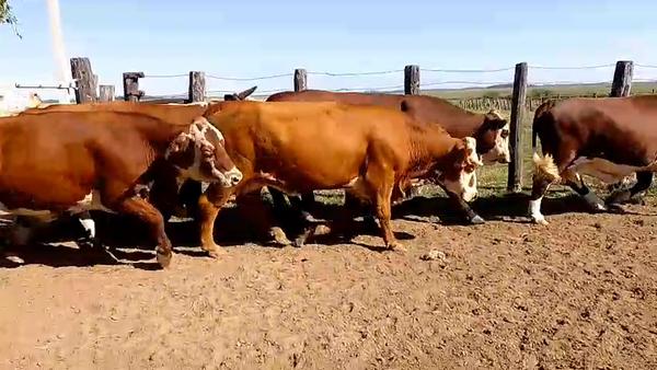 Lote 22 Vacas faena