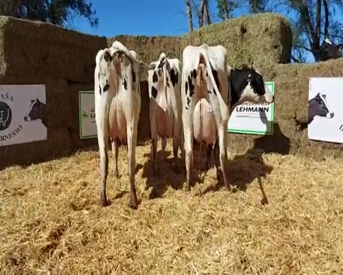 Lote Vacas en produccion