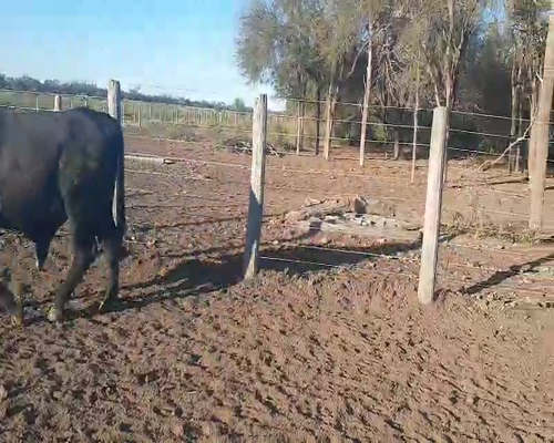 Lote 82 Vacas  en Quimilí, Santiago del Estero