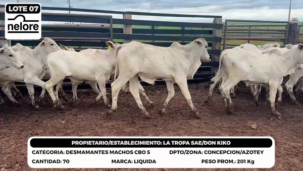Lote LOTE 7