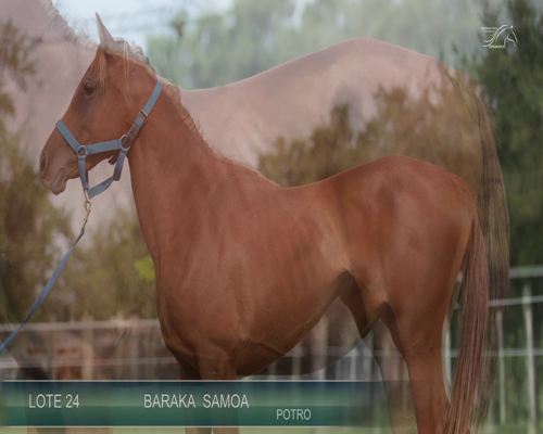 Lote BARAKA SAMOA
