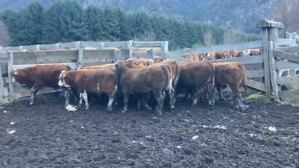 Lote 14 Ternero en Aysén, XI Región Aysén