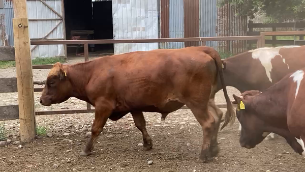 Lote 50 Novillo Engorda en Osorno, X Región Los Lagos