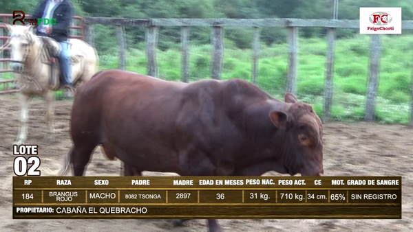 Lote TORO - BRANGUS ROJO