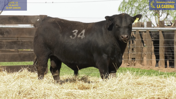 Lote TOROS ANGUS PURO CONTROLADO