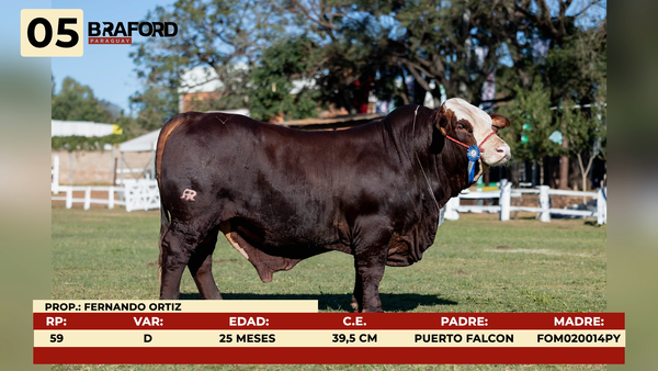 Lote LOTE 5