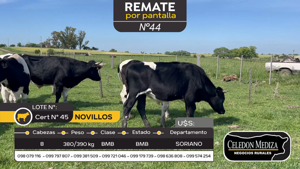 Lote 8 Novillos en Otra Localidad, Soriano