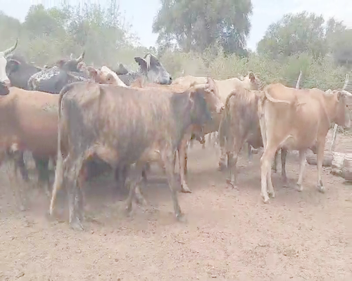 Lote 70 Vacas en Weisburd, Santiago del Estero