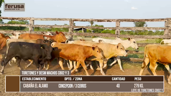 Lote LOTE 9