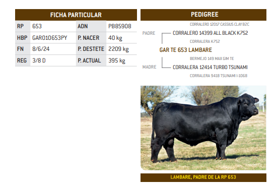 Lote LOTE 35