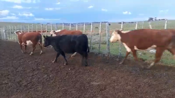 Lote 20 Vacas preñadas en Melo, Cerro Largo
