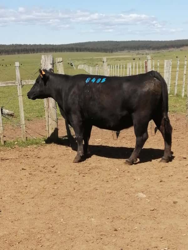Lote 6 VACAS SA VACIAS