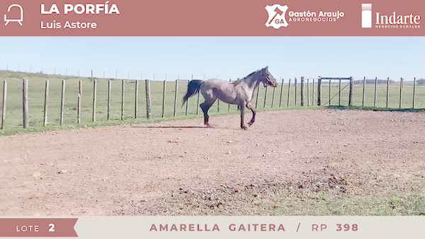 Lote AMARELLA GAITERA