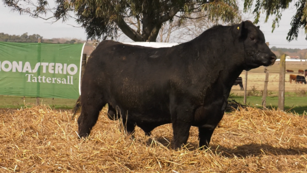 Lote TOROS PUROS POR CRUZA