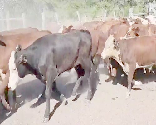 Lote 60 Terneros en Perugorría, Corrientes