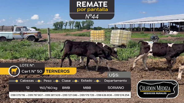 Lote 12 Terneros en Agraciada, Soriano