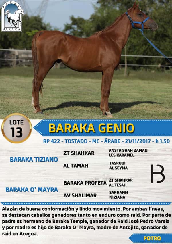 Lote BARAKA GENIO