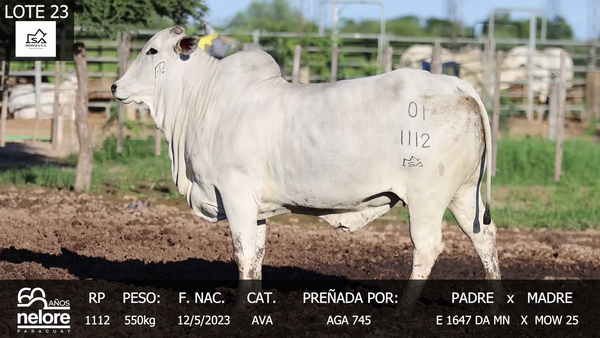 Lote LOTE 23