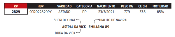 Lote LOTE 55