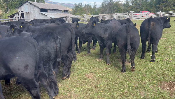 Lote 45 Ternero en Coyhaique, XI región Aysén