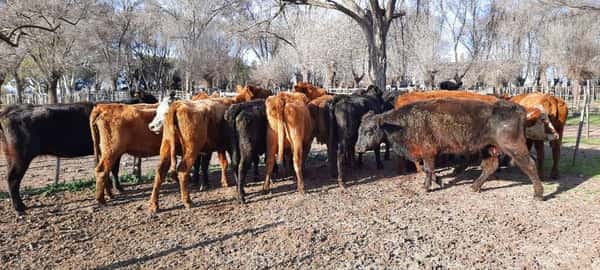 Lote 15 Vacas de invernar en Gral. Lamadrid, Buenos Aires