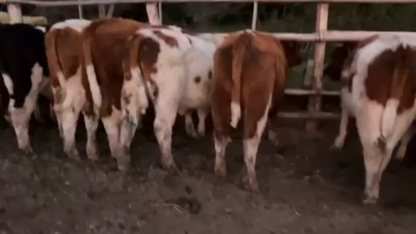 Lote 29 Novillo Engorda en Pirque, Región Metropolitana