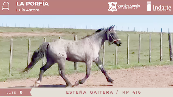 Lote ESTEÑA GAITERA