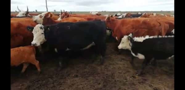 Lote 87 Vacas nuevas Preñadas en Villaguay, Entre Ríos