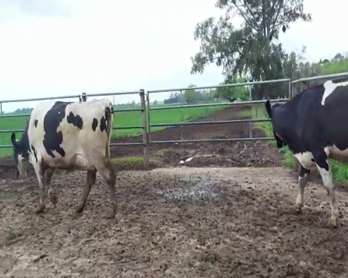 Lote Lote 18