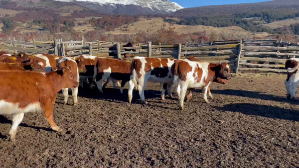 Lote 40 Ternera en Coyhaique, XI Región Aysén