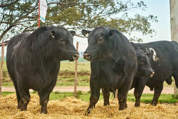 Lote "TRES MOLINOS"  TOROS  P.C.