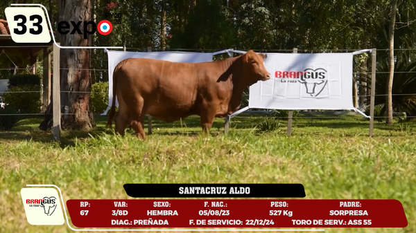 Lote LOTE 33
