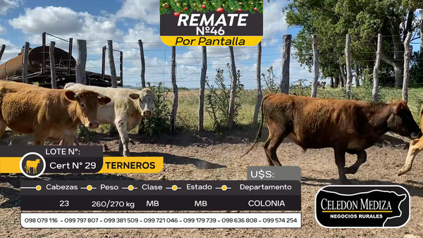 Lote 23 Terneros en La Horqueta, Colonia