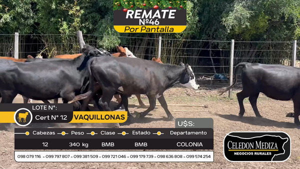 Lote 12 Vaquillonas  en Carmelo, Colonia