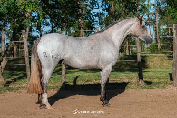 Lote MELODIA DE GAITA DE LA COLINA