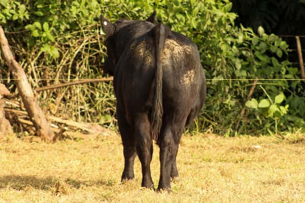 Lote CABAÑA COEMBOTÁ: RP 280