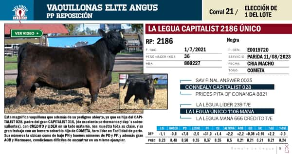 Lote VAQUILLONAS ANGUS  PP REPOSICIÓN LA LEGUA