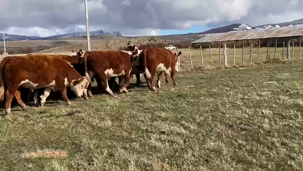 Lote 45 Novillo Engorda en Coyhaique, XI Región Aysén