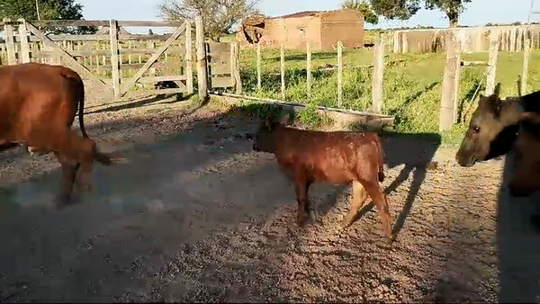 Lote 23 Vacas C/ cria Brangus y Braford en La Criolla, Santa Fe