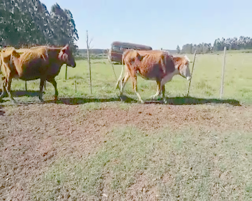 Lote 25 Vacas CUT con cría en Concordia, Entre Ríos