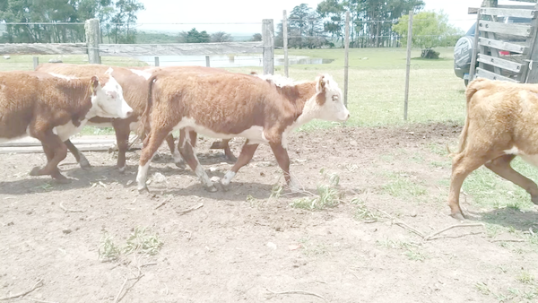 Lote 40 Terneras Raza Carne en Durazno, Cerro Chato