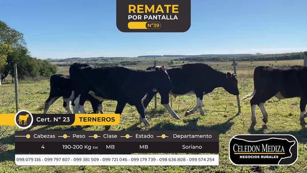 Lote 4 Terneros en Soriano