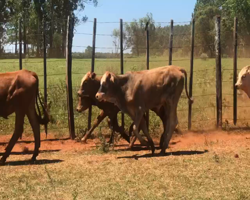 Lote 50 Terneros/as en San Carlos, Corrientes