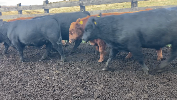 Lote 20 Torete en Coyhaique, XI Región Aysén