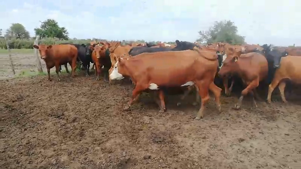 Lote 80 Vacas nuevas C/ gtia de preñez en Entre Ríos, Concepción del Uruguay