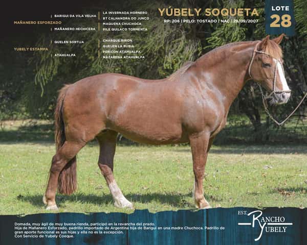 Lote Yubely Soqueta