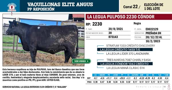 Lote VAQUILLONAS ANGUS  PP REPOSICIÓN LA LEGUA