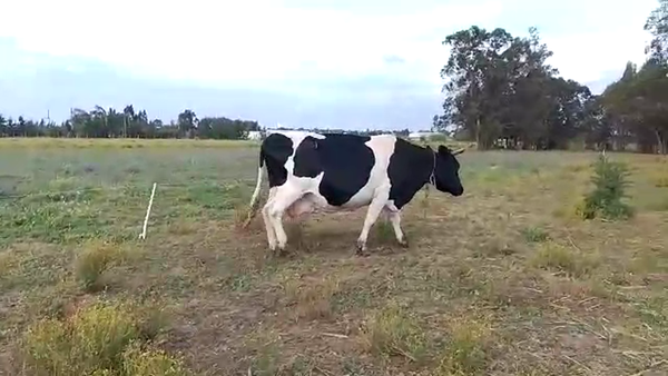 Lote 1 Vaca en San José