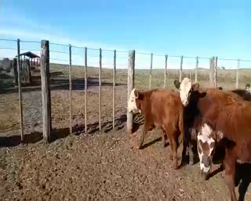 Lote 18 Terneras en Coronel Pringles, Buenos Aires